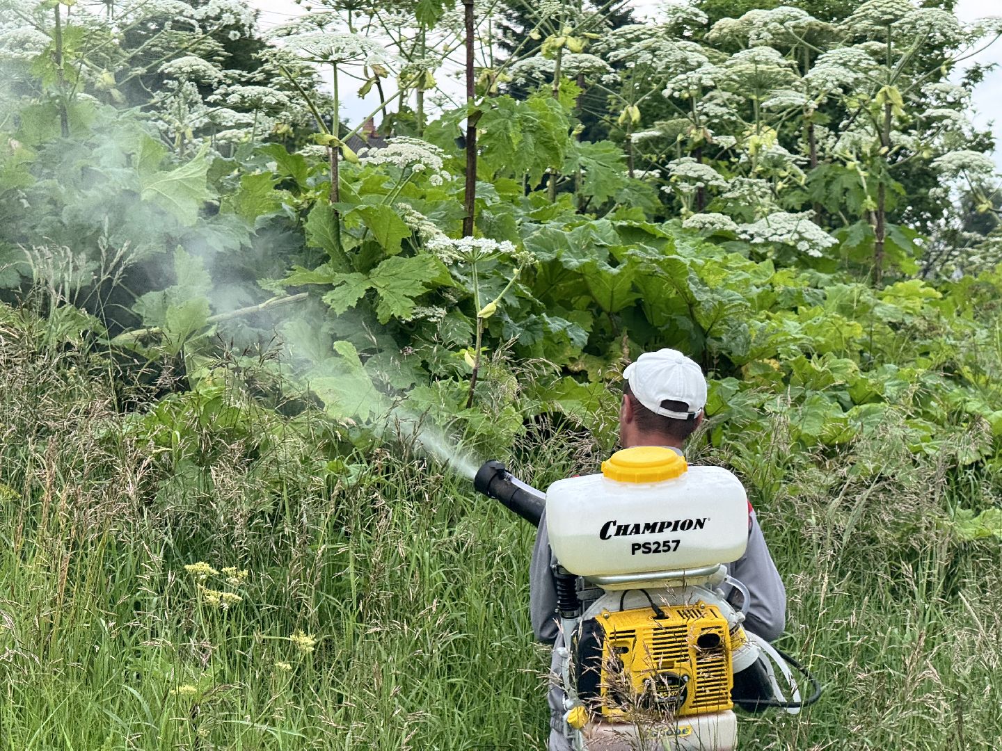 шаховская, борщевик, борщевик сосновского, обработка от борщевика,