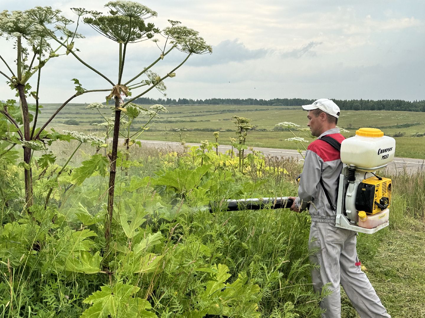 шаховская, борщевик, борщевик сосновского, обработка от борщевика,