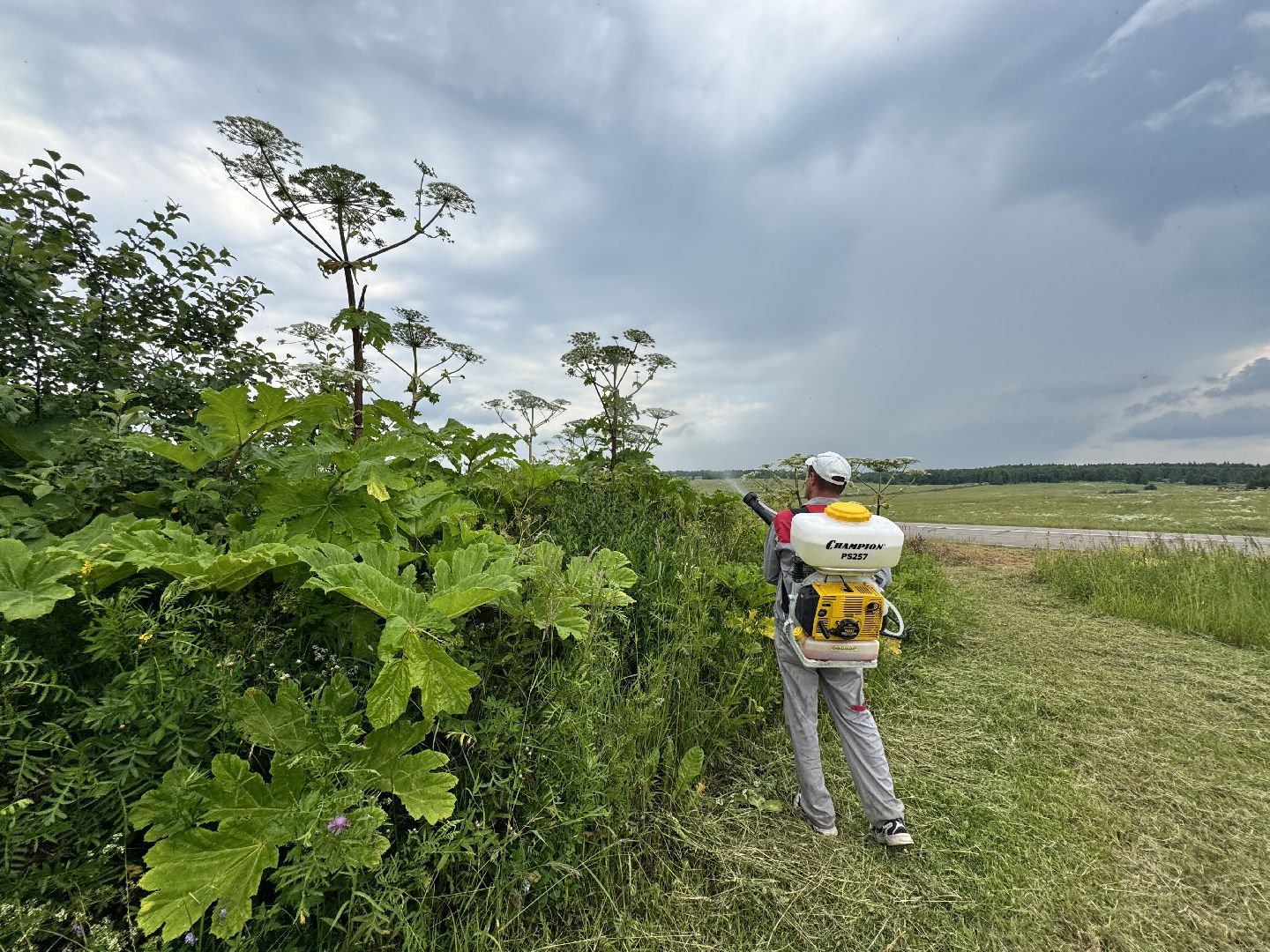 шаховская, борщевик, борщевик сосновского, обработка от борщевика,