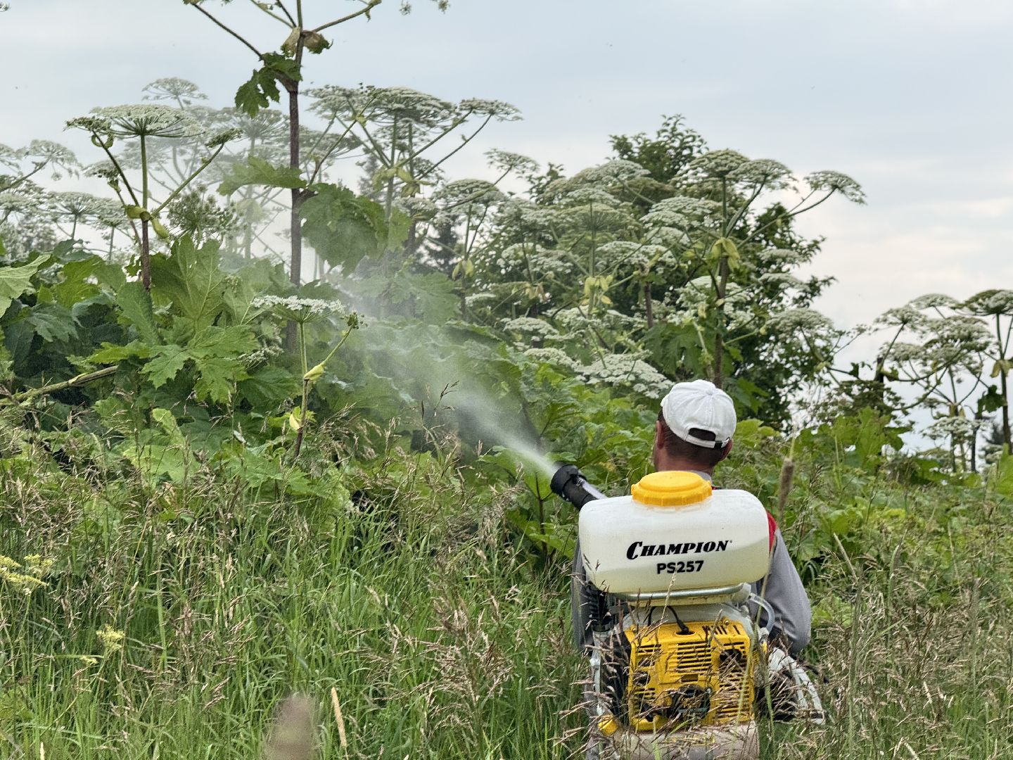 шаховская, борщевик, борщевик сосновского, обработка от борщевика,