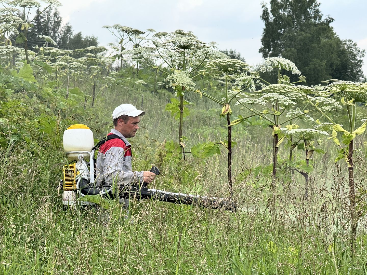 шаховская, борщевик, борщевик сосновского, обработка от борщевика,