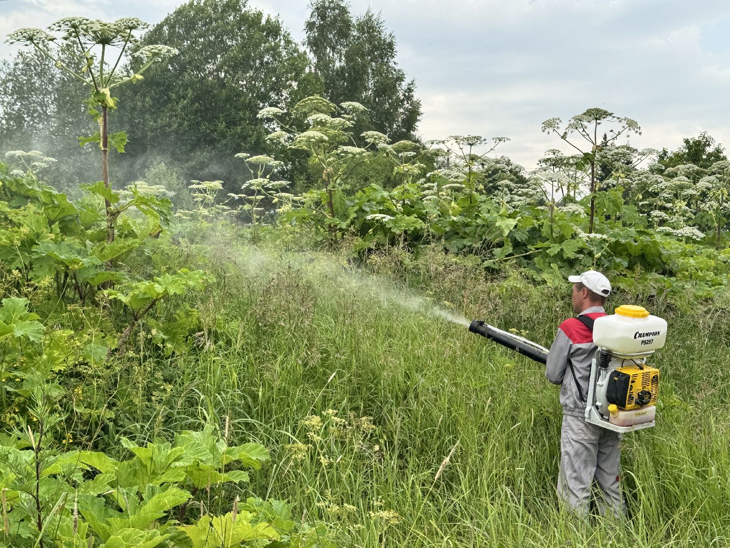 шаховская, борщевик, борщевик сосновского, обработка от борщевика,
