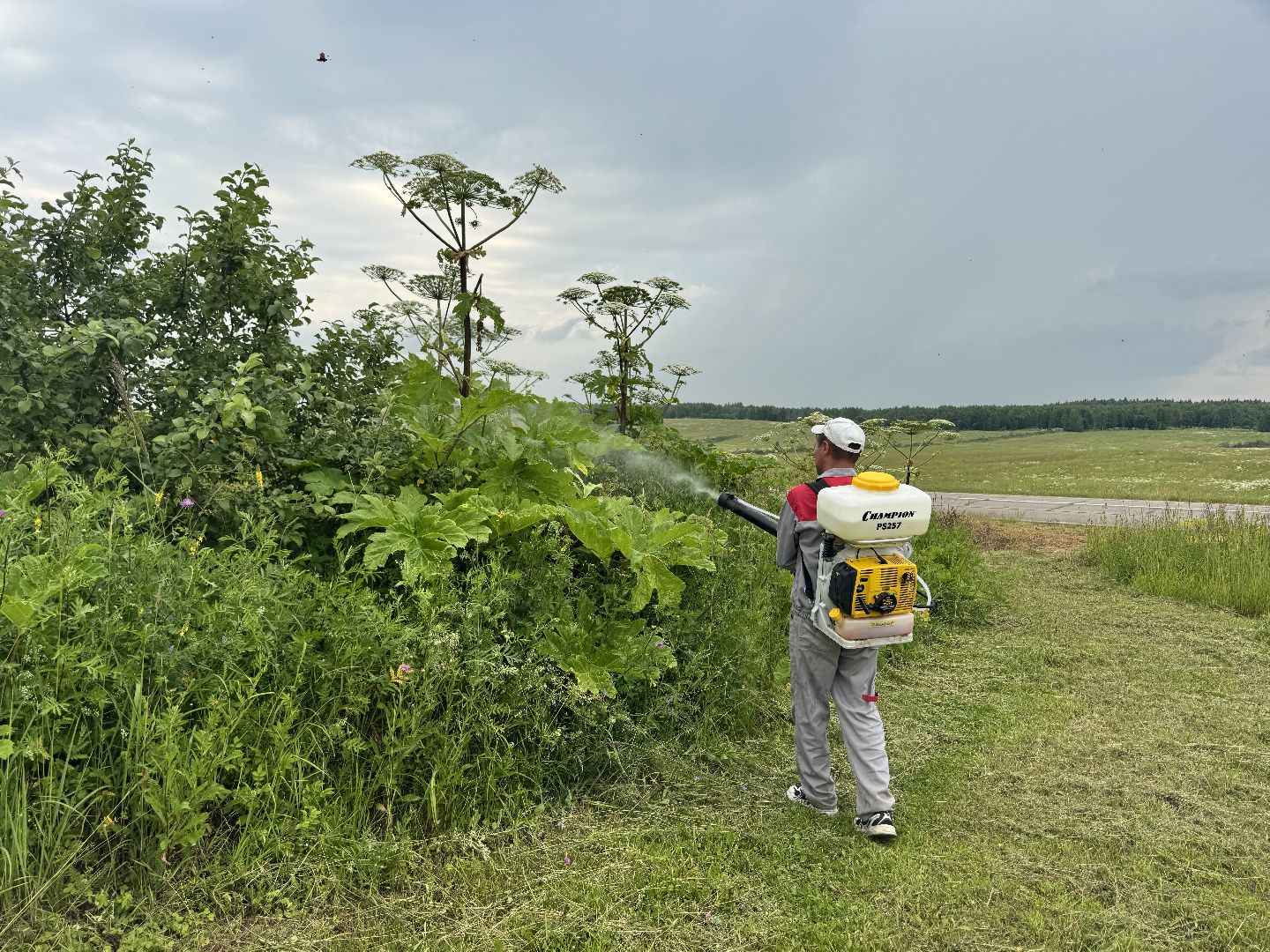 шаховская, борщевик, борщевик сосновского, обработка от борщевика,
