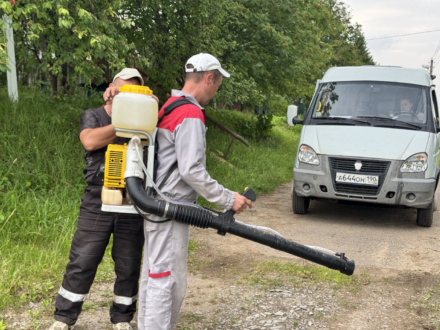 шаховская, борщевик, борщевик сосновского, обработка от борщевика,