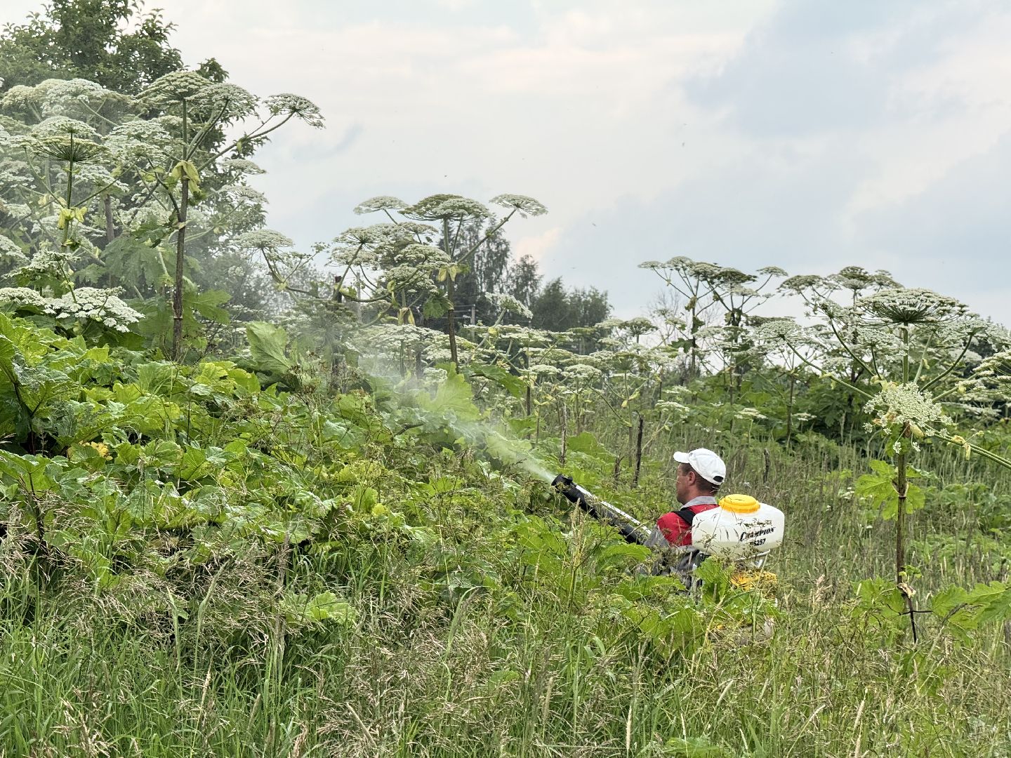 шаховская, борщевик, борщевик сосновского, обработка от борщевика,