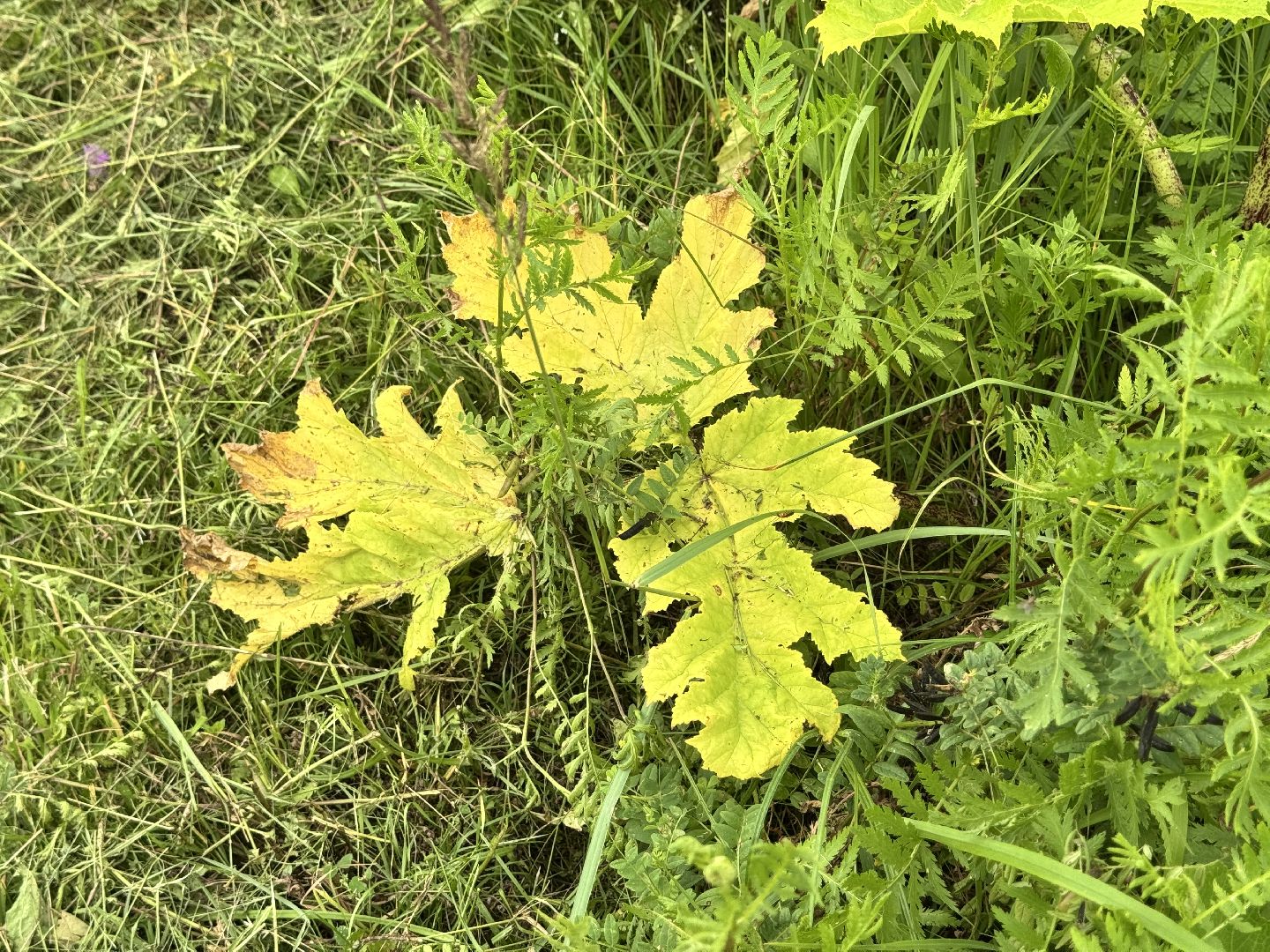 шаховская, борщевик, борщевик сосновского, обработка от борщевика,