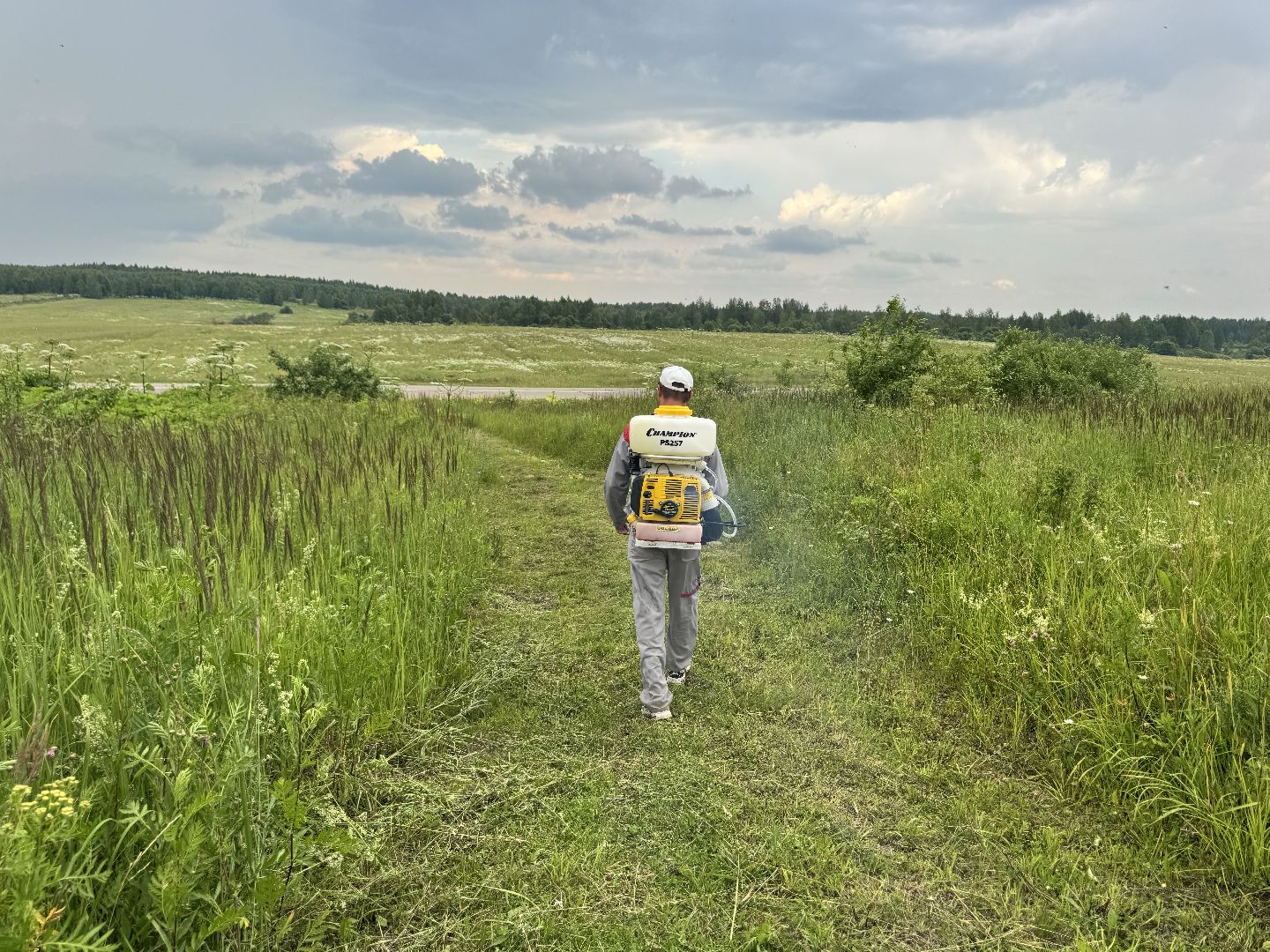 шаховская, борщевик, борщевик сосновского, обработка от борщевика,