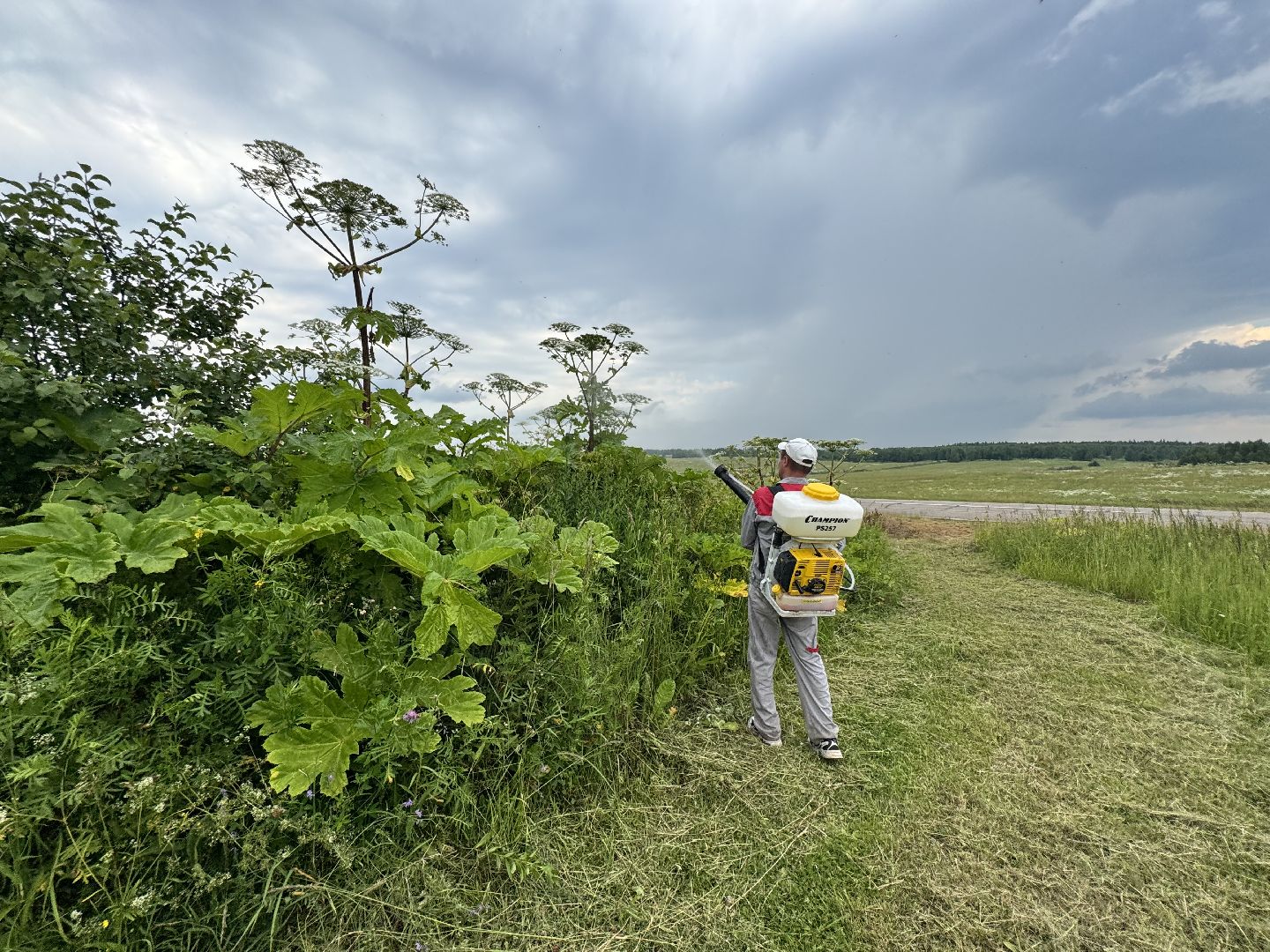 шаховская, борщевик, борщевик сосновского, обработка от борщевика,