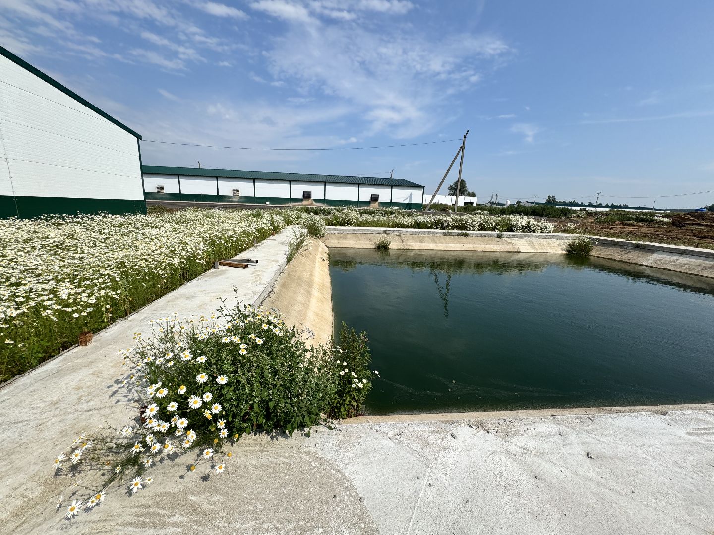 шаховская, предприятие, куры, птица,