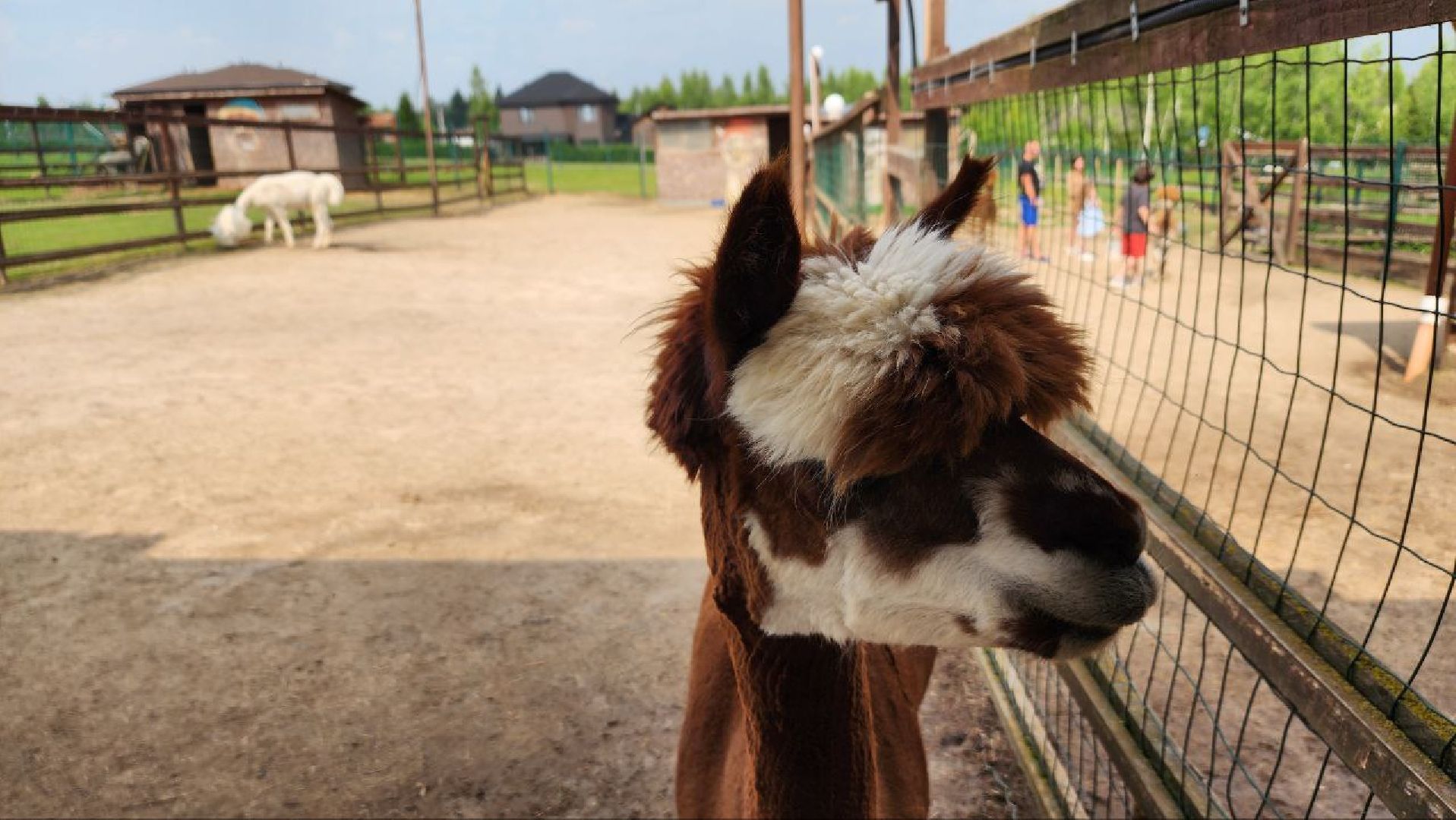 Дмитров, Экоферма , Российские альпаки, Фермеры Смирновы,Туризм,