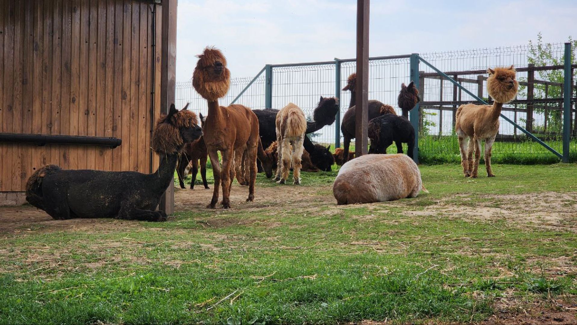 Дмитров, Экоферма , Российские альпаки, Фермеры Смирновы,Туризм,