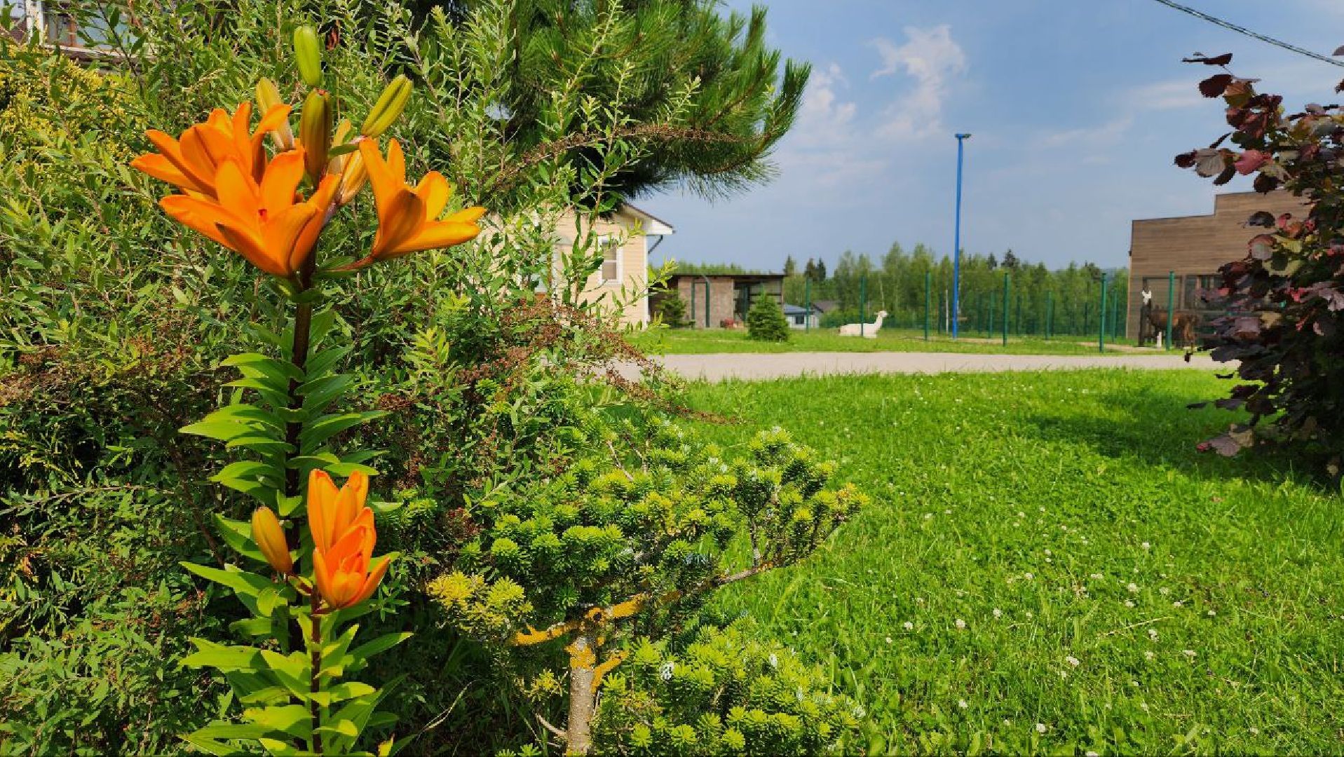 Дмитров, Экоферма , Российские альпаки, Фермеры Смирновы,Туризм,