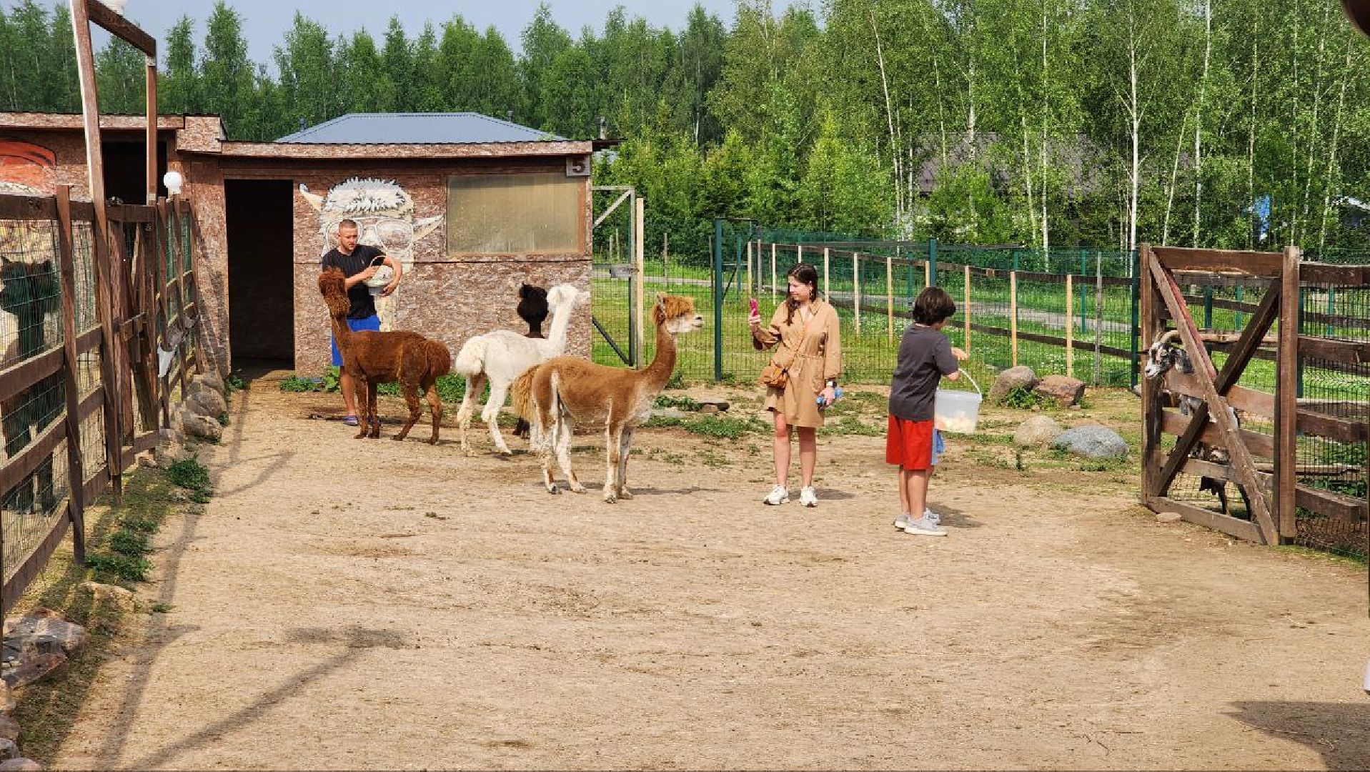 Дмитров, Экоферма , Российские альпаки, Фермеры Смирновы,Туризм,