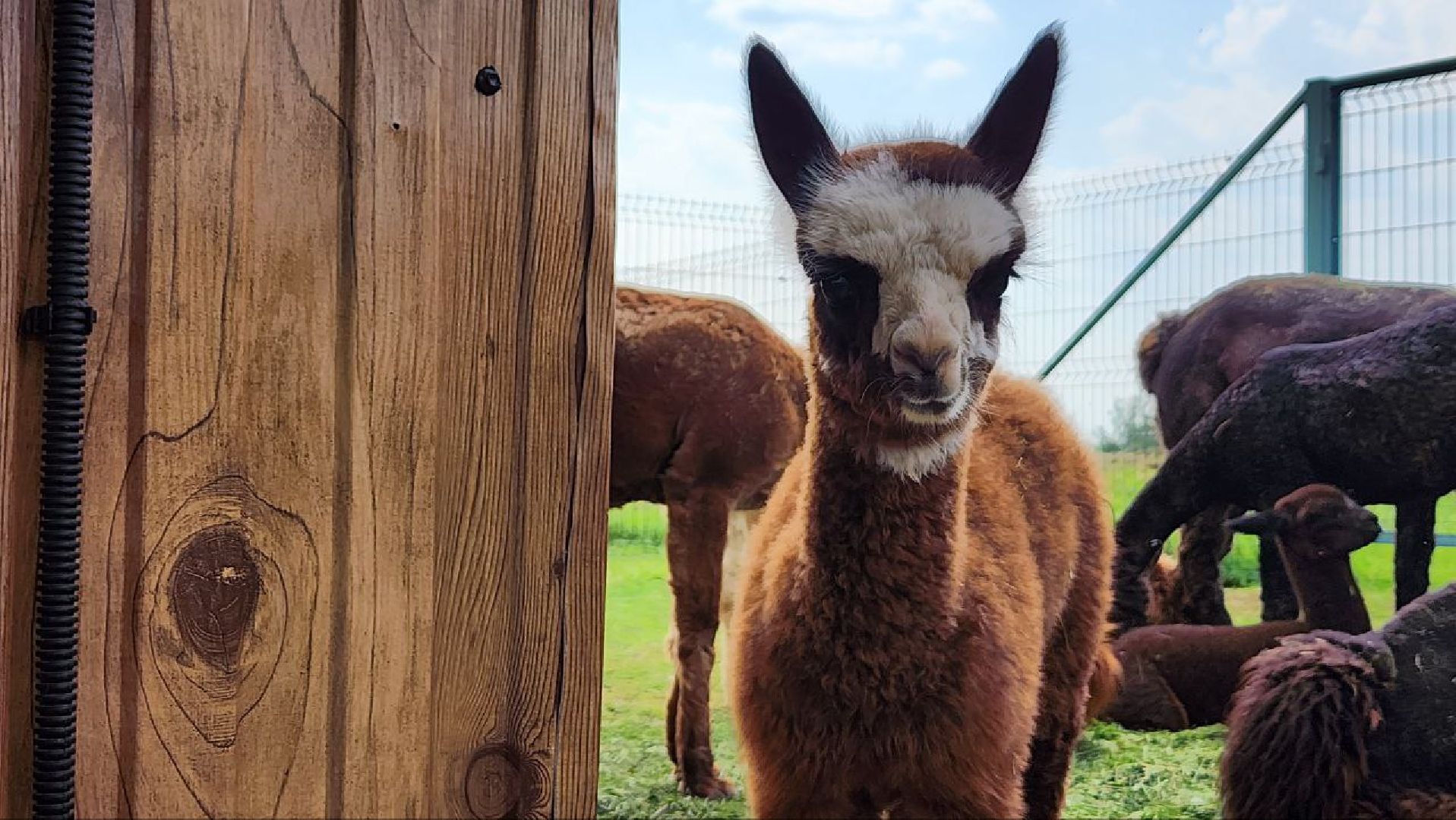 Дмитров, Экоферма , Российские альпаки, Фермеры Смирновы,Туризм,