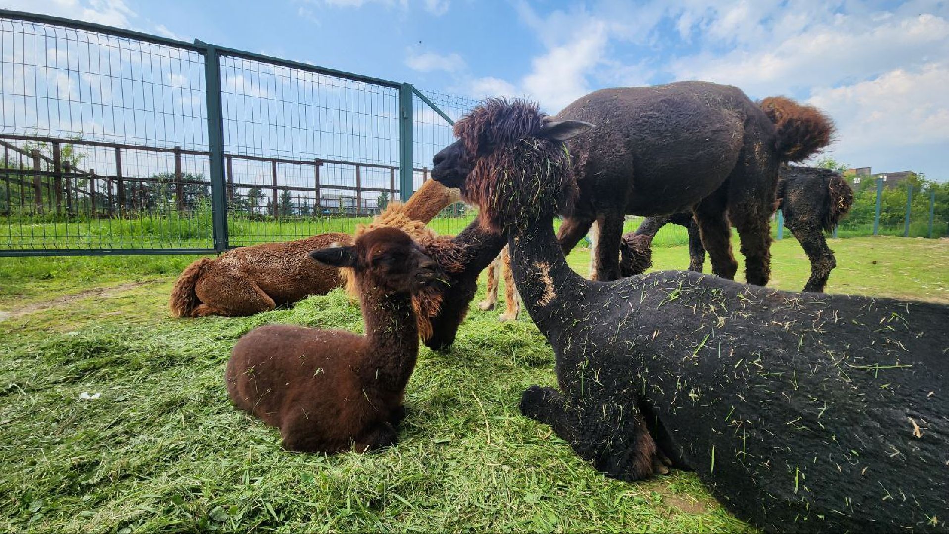 Дмитров, Экоферма , Российские альпаки, Фермеры Смирновы,Туризм,
