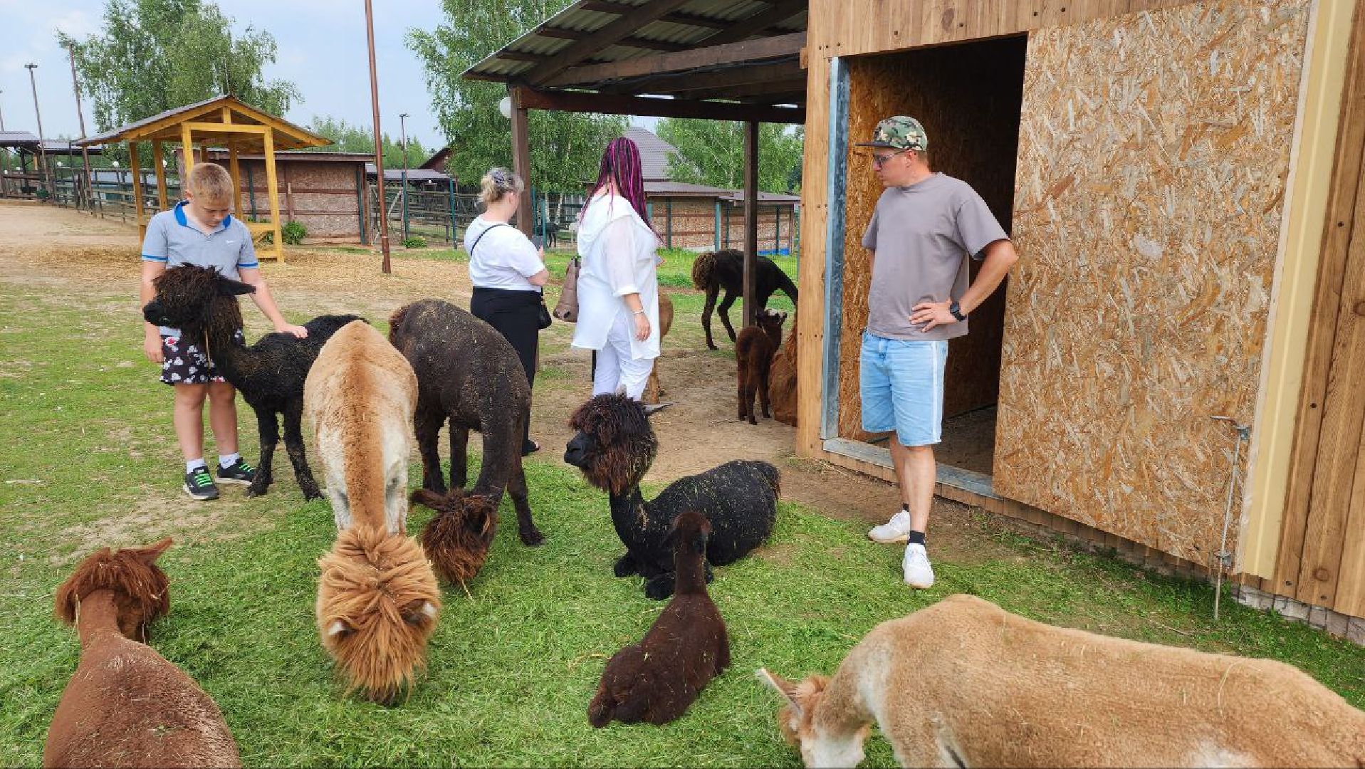 Дмитров, Экоферма , Российские альпаки, Фермеры Смирновы,Туризм,