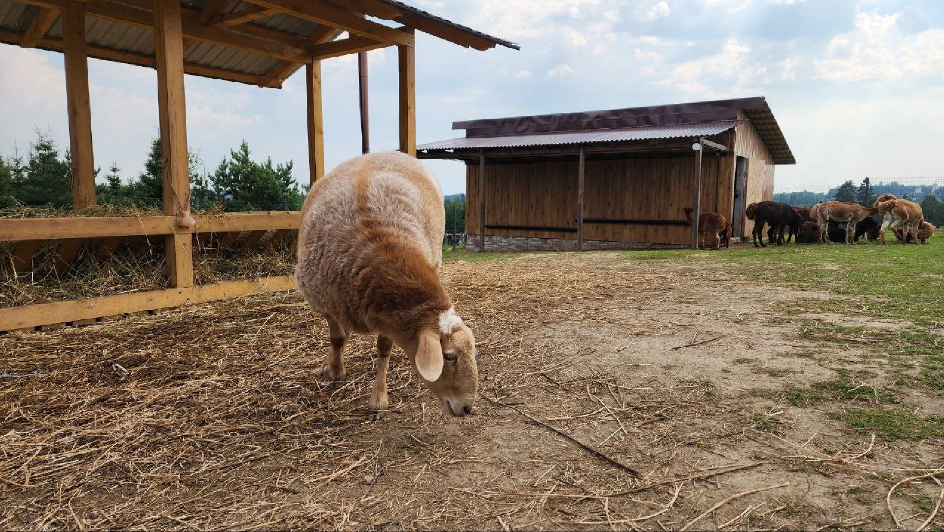 Дмитров, Экоферма , Российские альпаки, Фермеры Смирновы,Туризм,