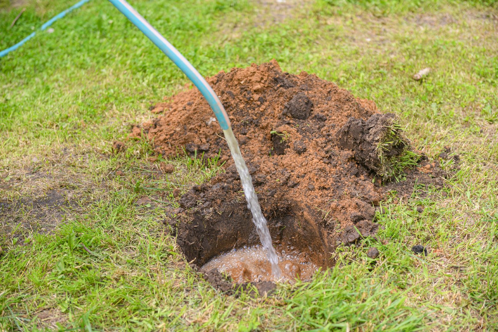 лыткарино, экология , экология лыткарино, деревья,