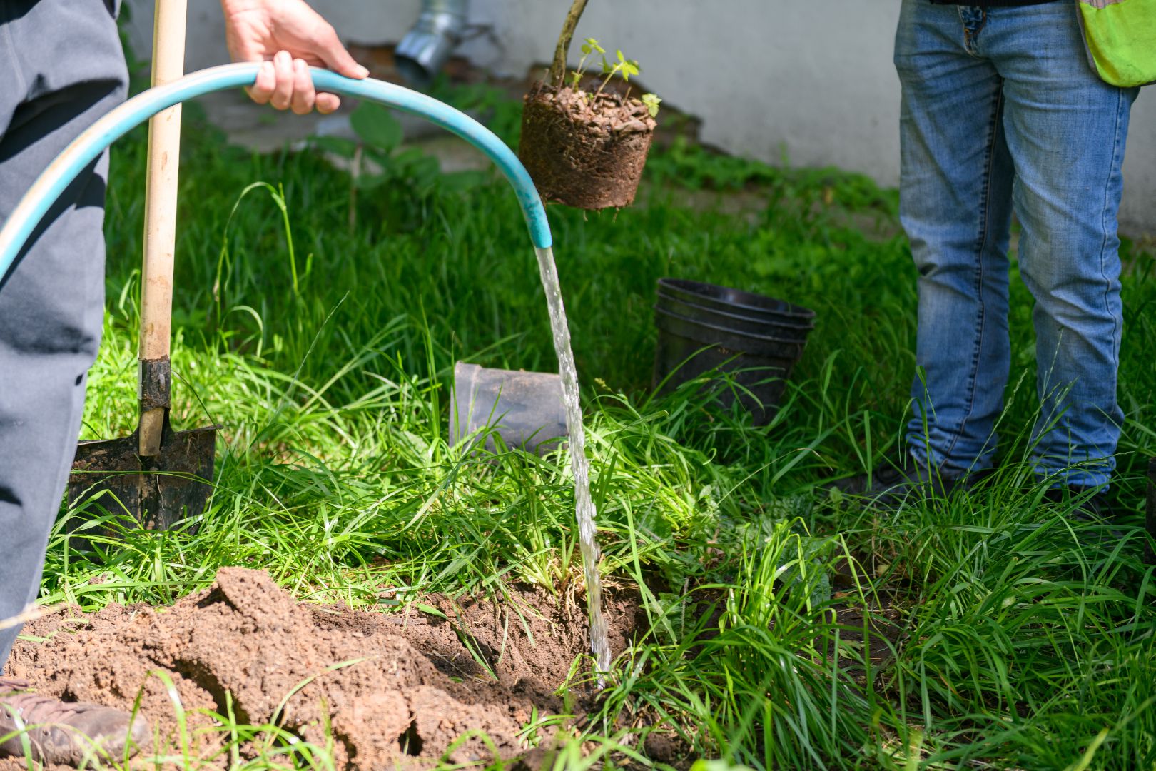 лыткарино, экология , экология лыткарино, деревья,