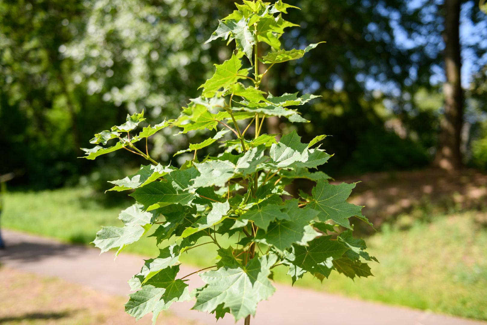 лыткарино, экология , экология лыткарино, деревья,