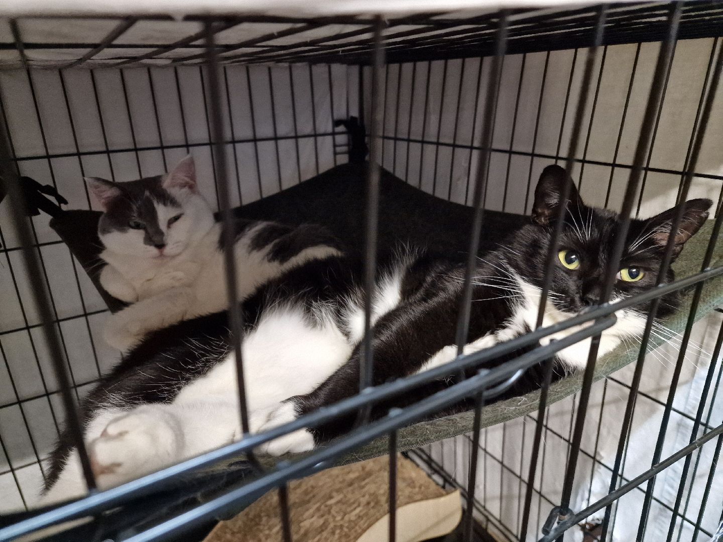 Дубна, Волонтеры, ПриюткошекЛеопольд,