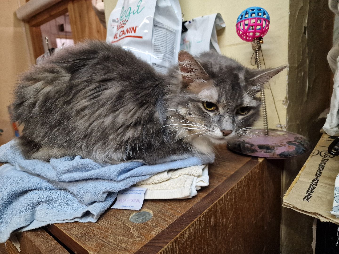 Дубна, Волонтеры, ПриюткошекЛеопольд,