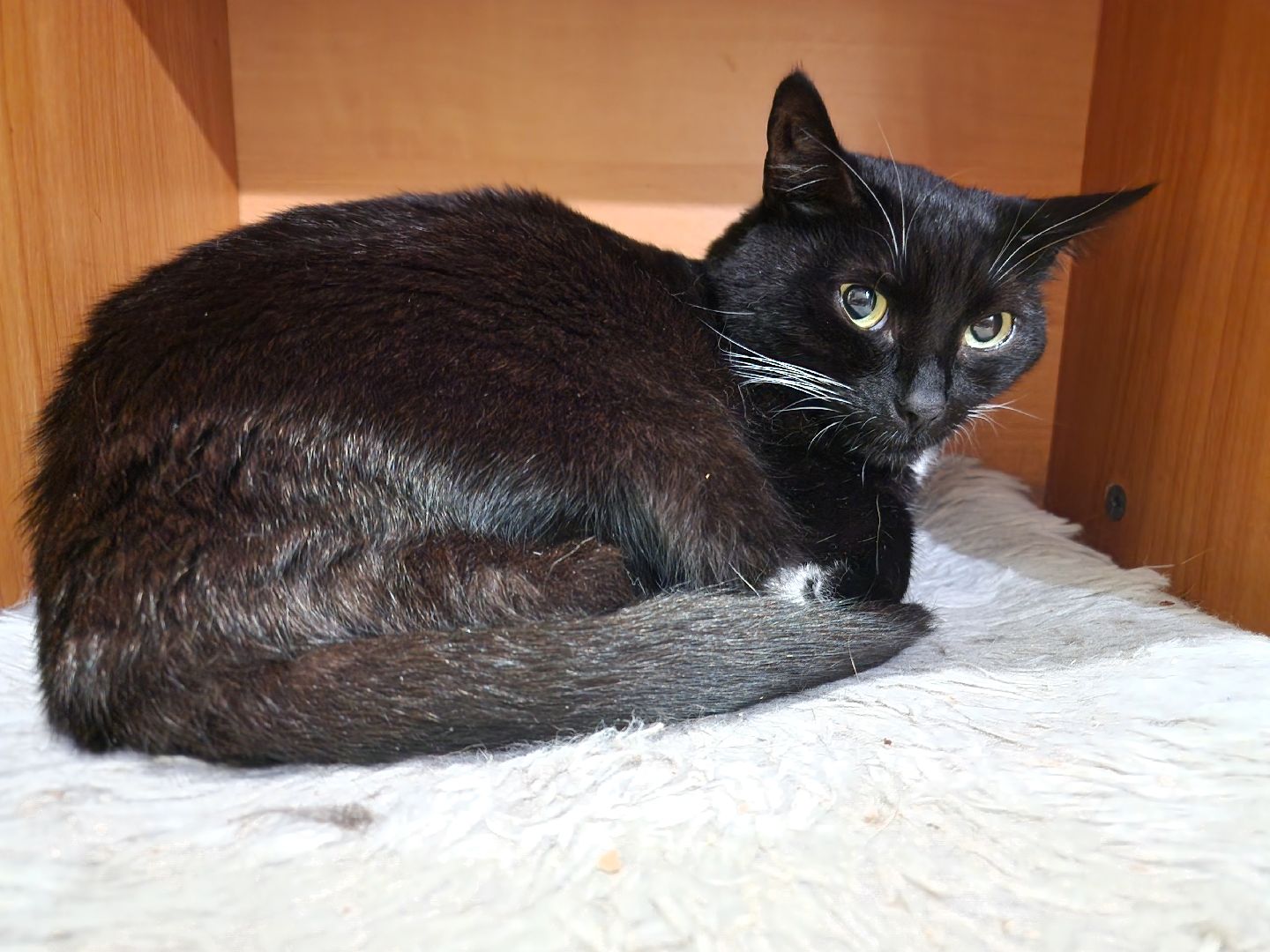 Дубна, Волонтеры, ПриюткошекЛеопольд,