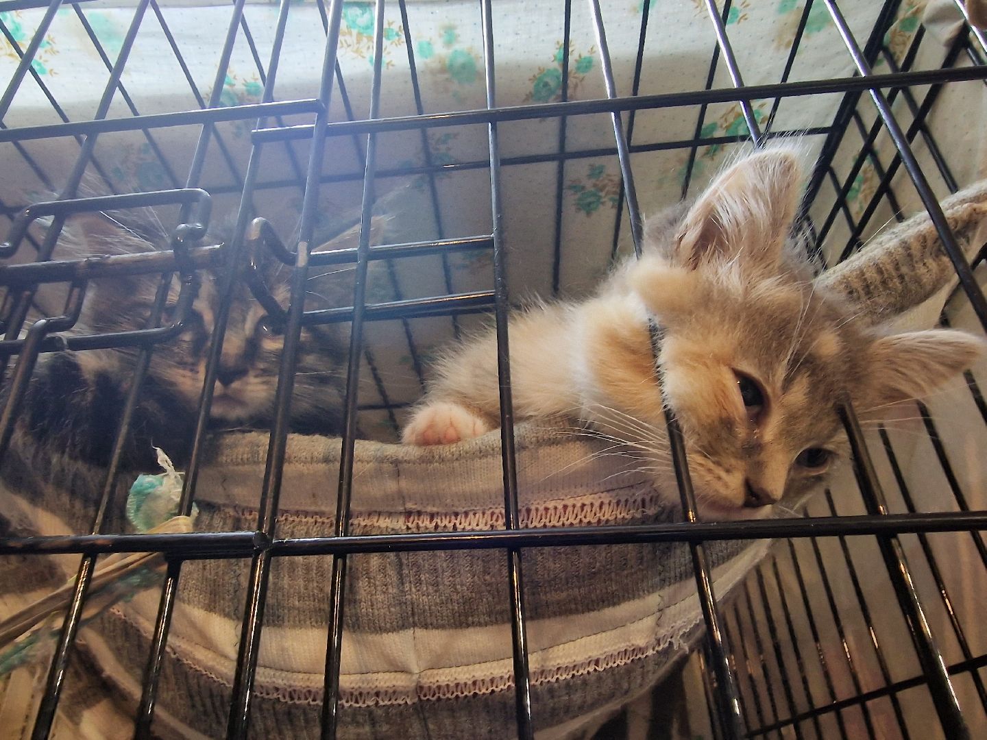 Дубна, Волонтеры, ПриюткошекЛеопольд,