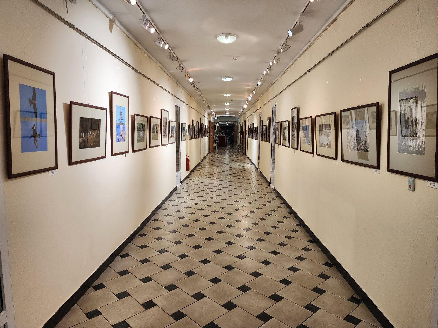 раменское, культура, раменский историко-художественный музей, фотовыставка птицы россии,