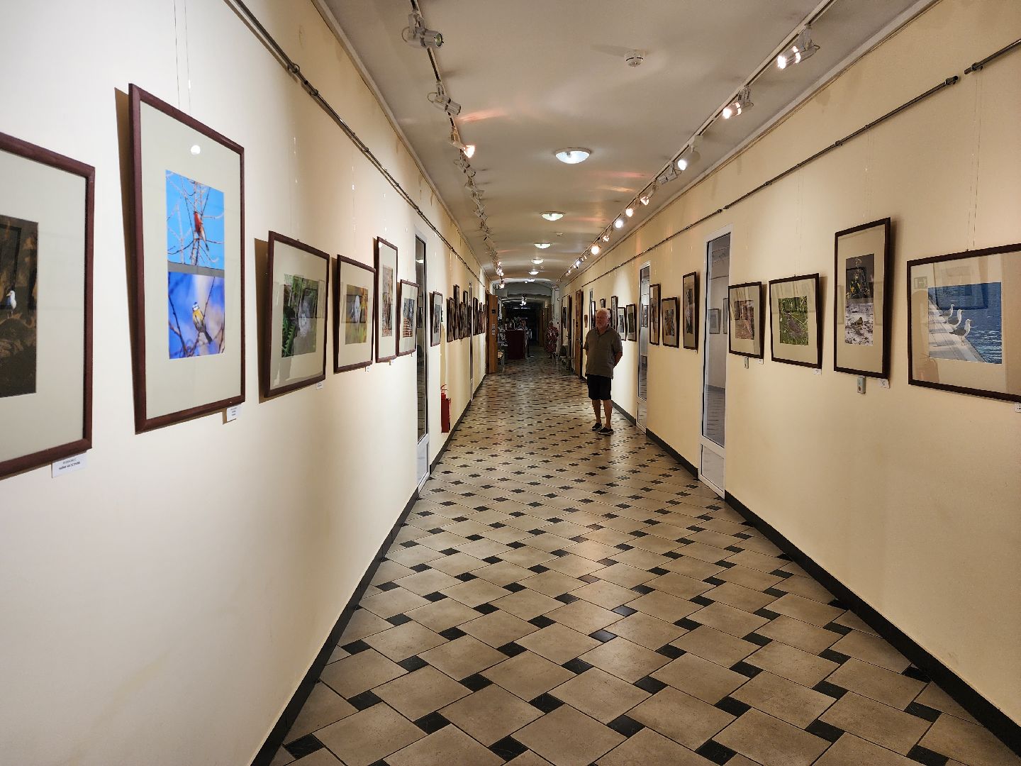 раменское, культура, раменский историко-художественный музей, фотовыставка птицы россии,