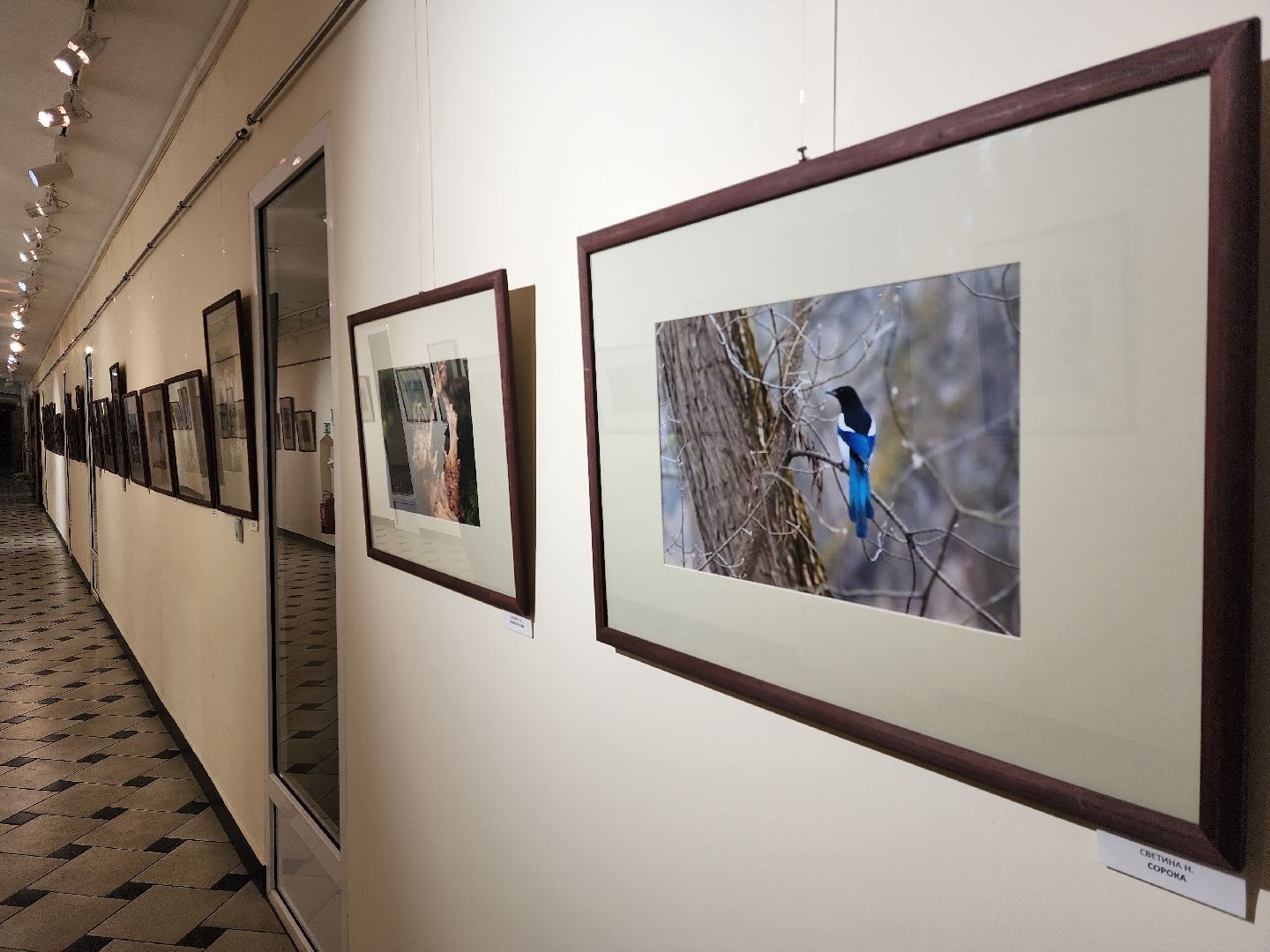раменское, культура, раменский историко-художественный музей, фотовыставка птицы россии,