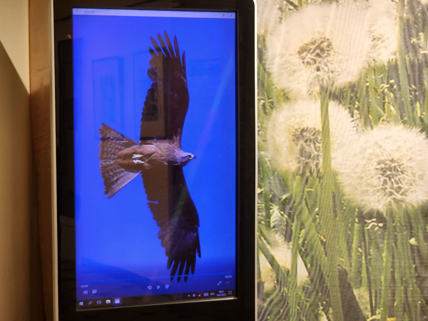 раменское, культура, раменский историко-художественный музей, фотовыставка птицы россии,