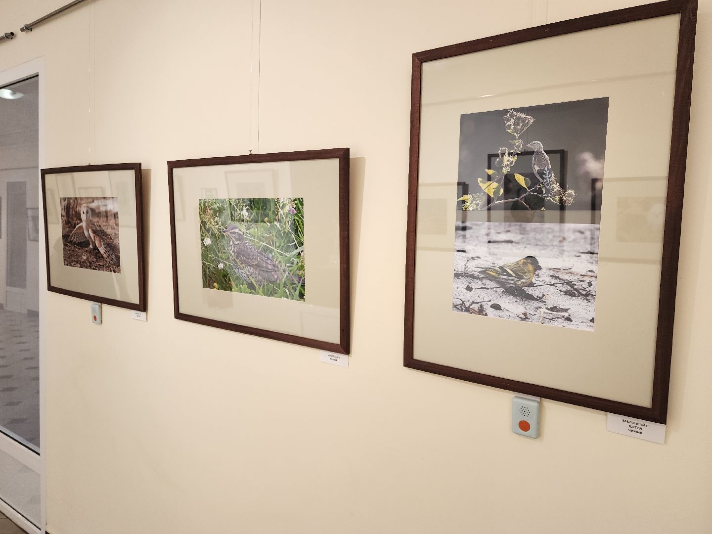 раменское, культура, раменский историко-художественный музей, фотовыставка птицы россии,