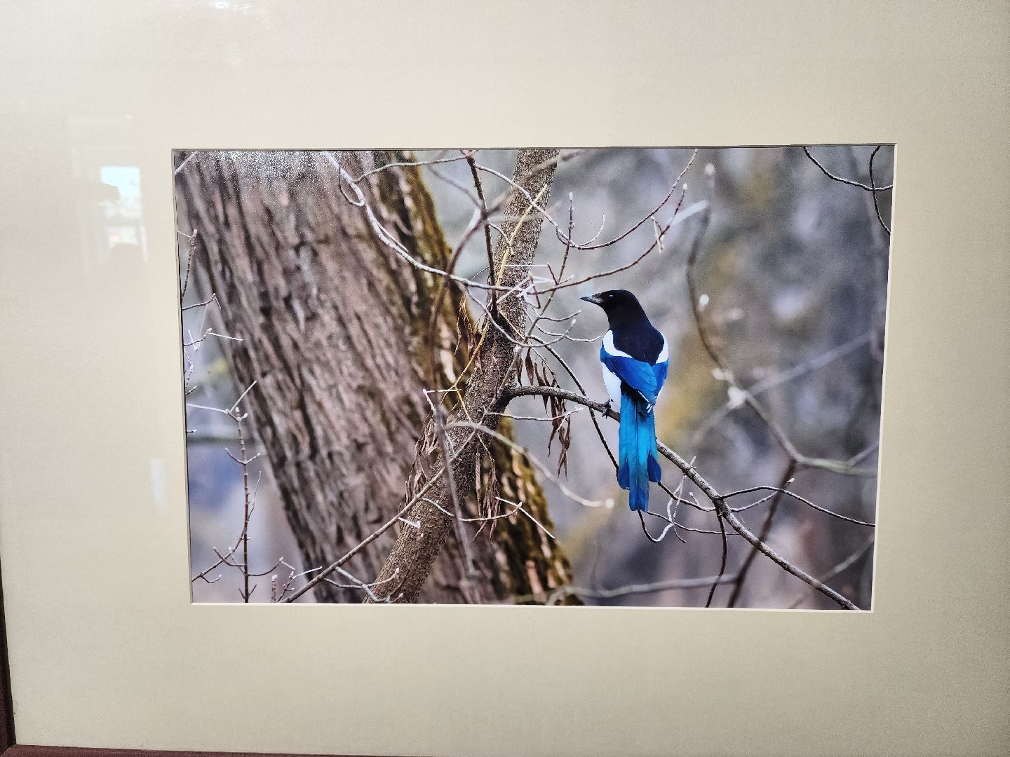 раменское, культура, раменский историко-художественный музей, фотовыставка птицы россии,