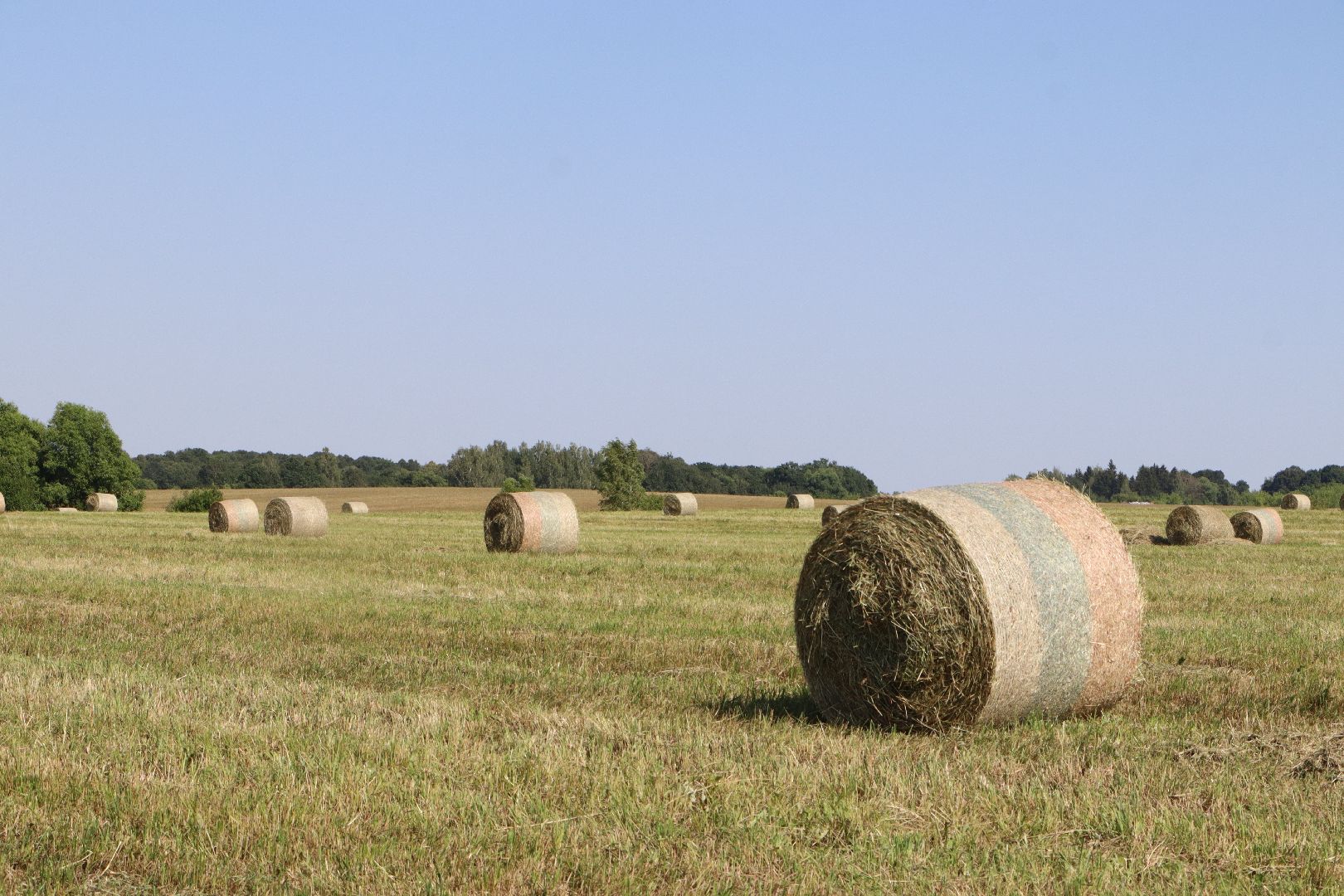 серебряные пруды, сенокос, сельское хозяйство, сп нива,