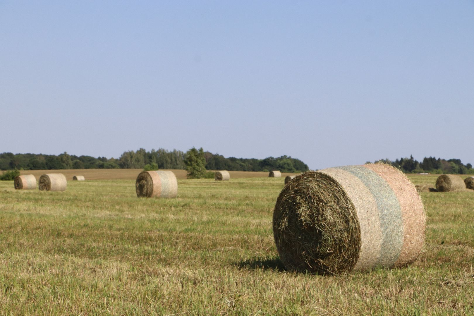 серебряные пруды, сенокос, сельское хозяйство, сп нива,