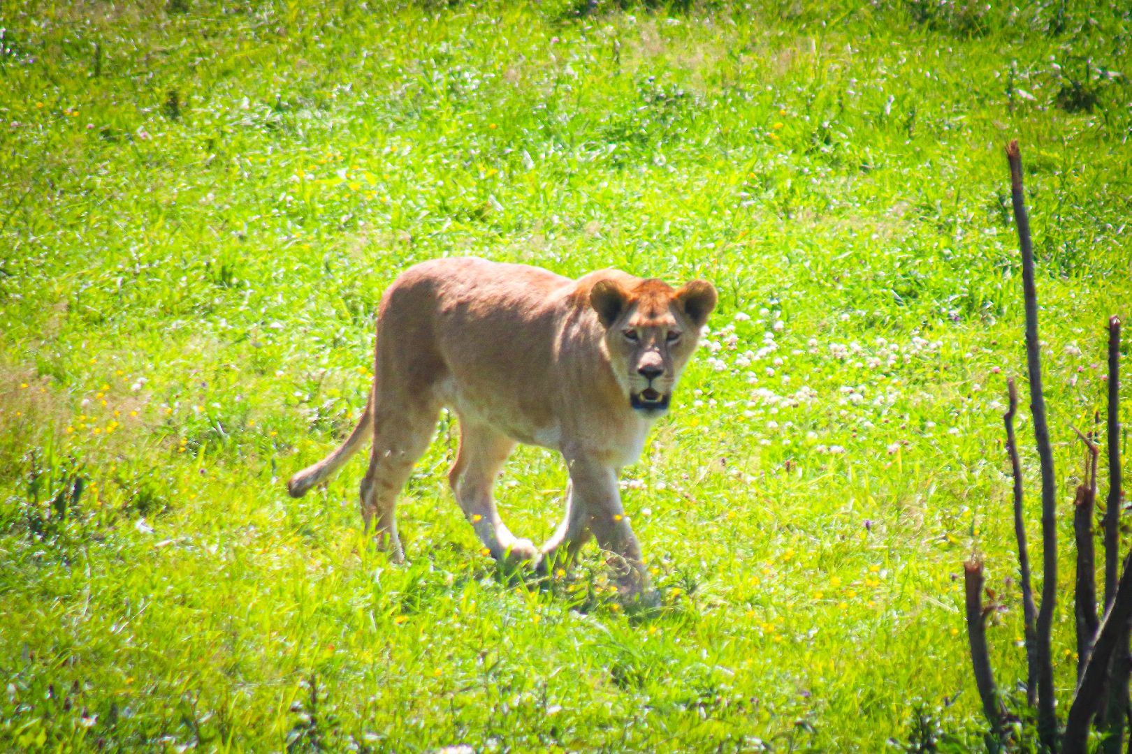 клин, общество, животные, туризм,