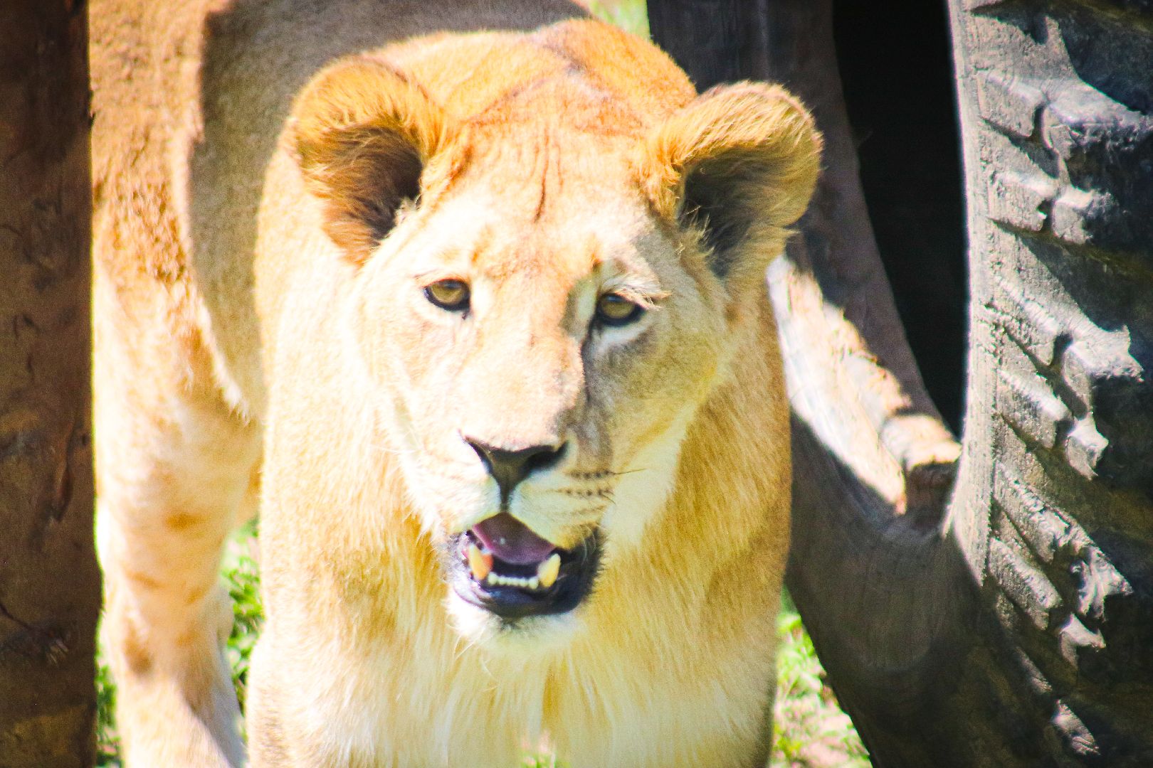 клин, общество, животные, туризм,