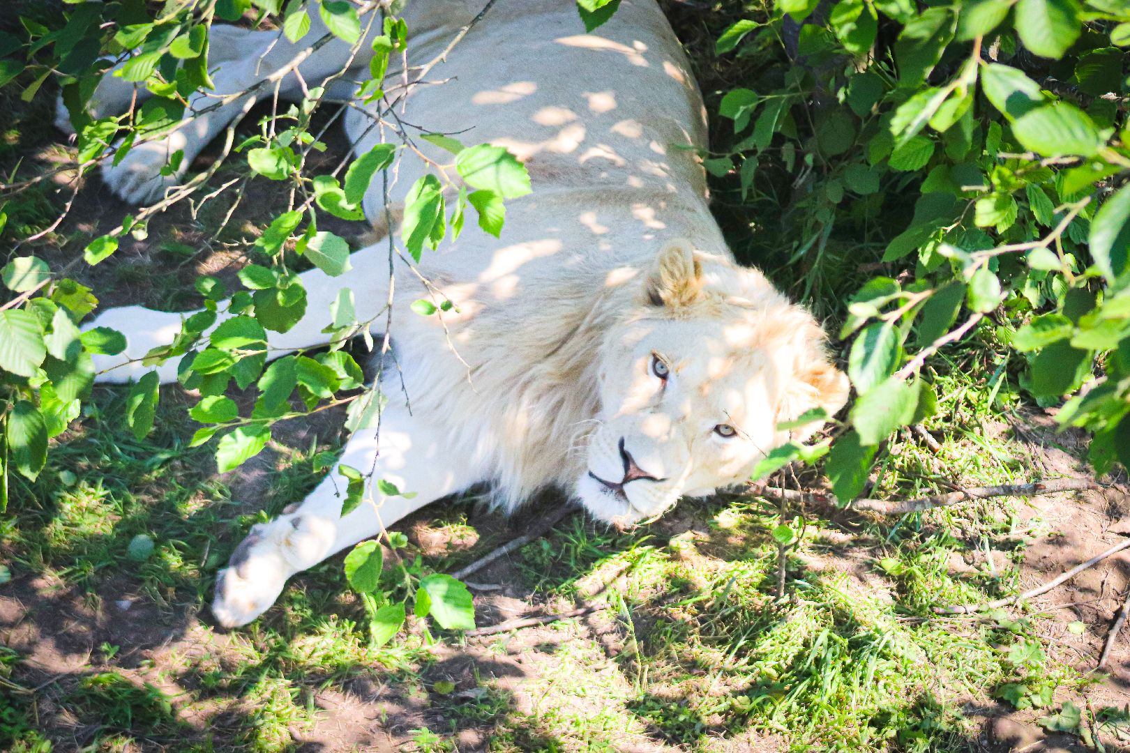 клин, общество, животные, туризм,