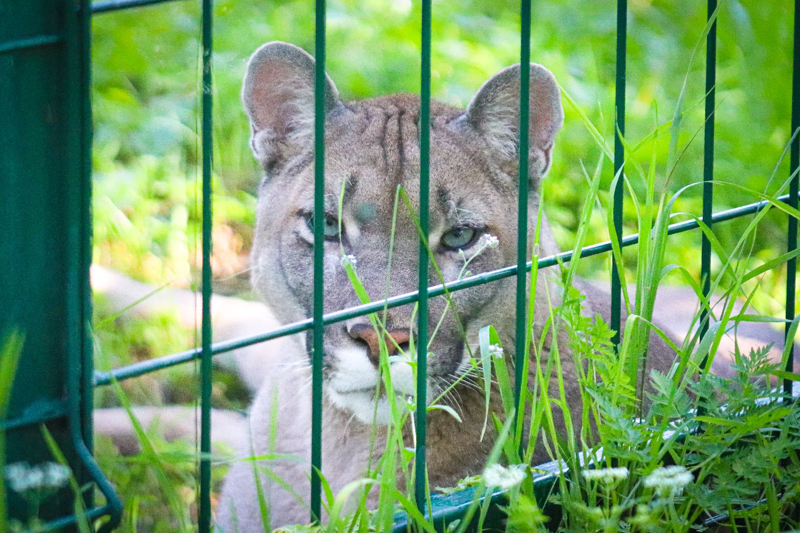 клин, общество, животные, туризм,
