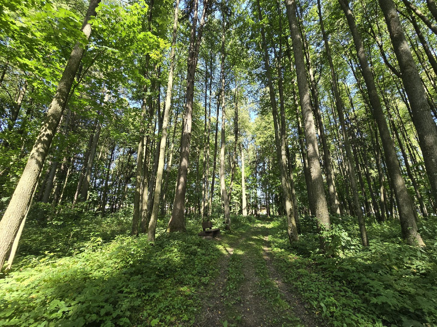 Можайск, Можайский муниципальный округ, Подмосковье, Отдых, Лето, Зоны отдыха, Парк памяти, Общество ,