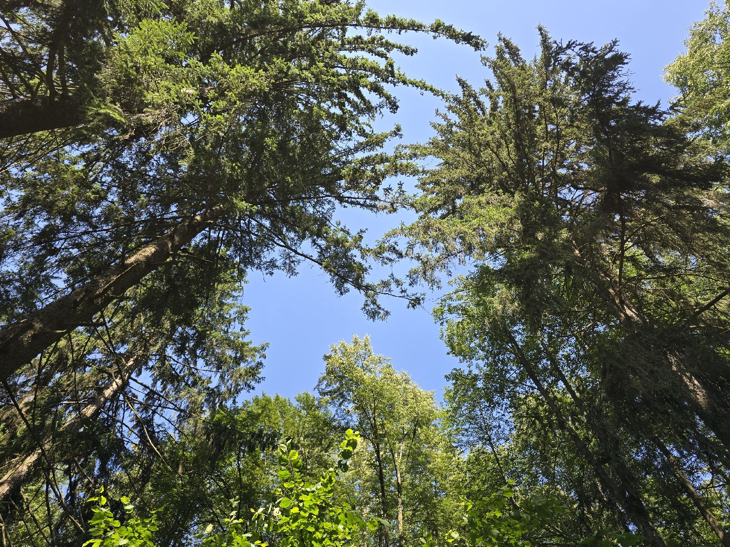 Можайск, Можайский муниципальный округ, Подмосковье, Отдых, Лето, Зоны отдыха, Парк памяти, Общество ,