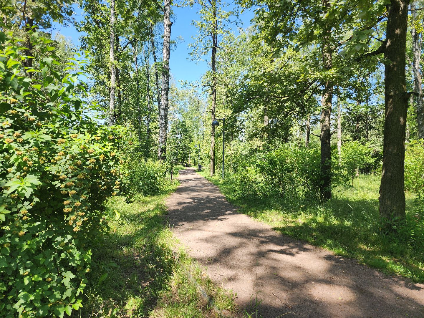 фрязино, жара, погодная аномалия, лесопарк,