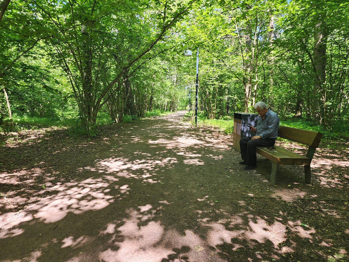 фрязино, жара, погодная аномалия, лесопарк,