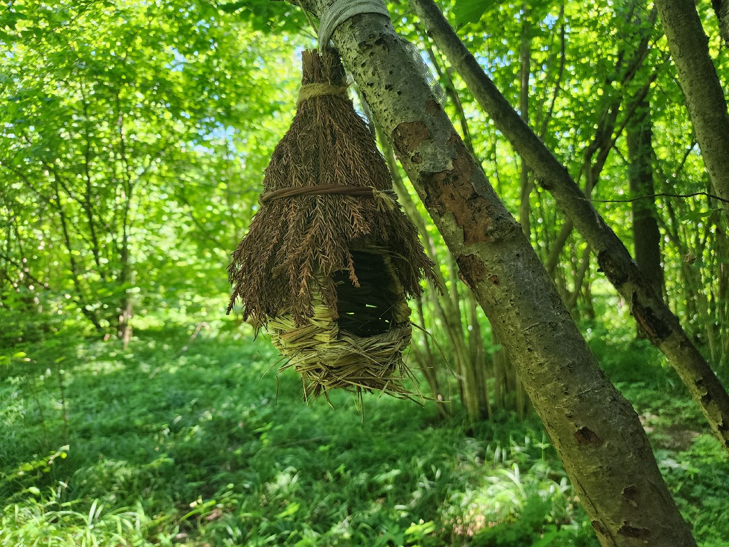 фрязино, жара, погодная аномалия, лесопарк,