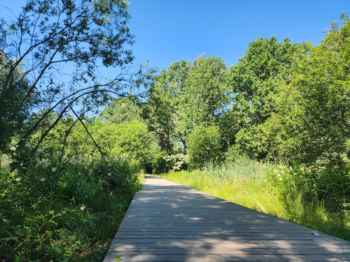 фрязино, жара, погодная аномалия, лесопарк,