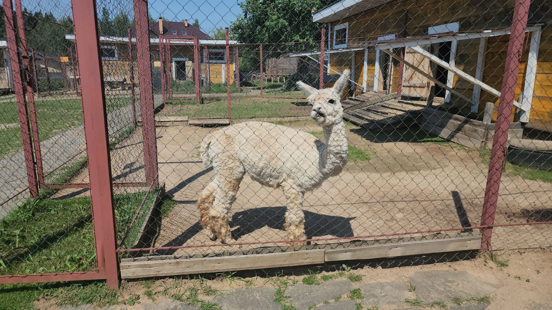 Истра, Кенгуру, Зоопарк,