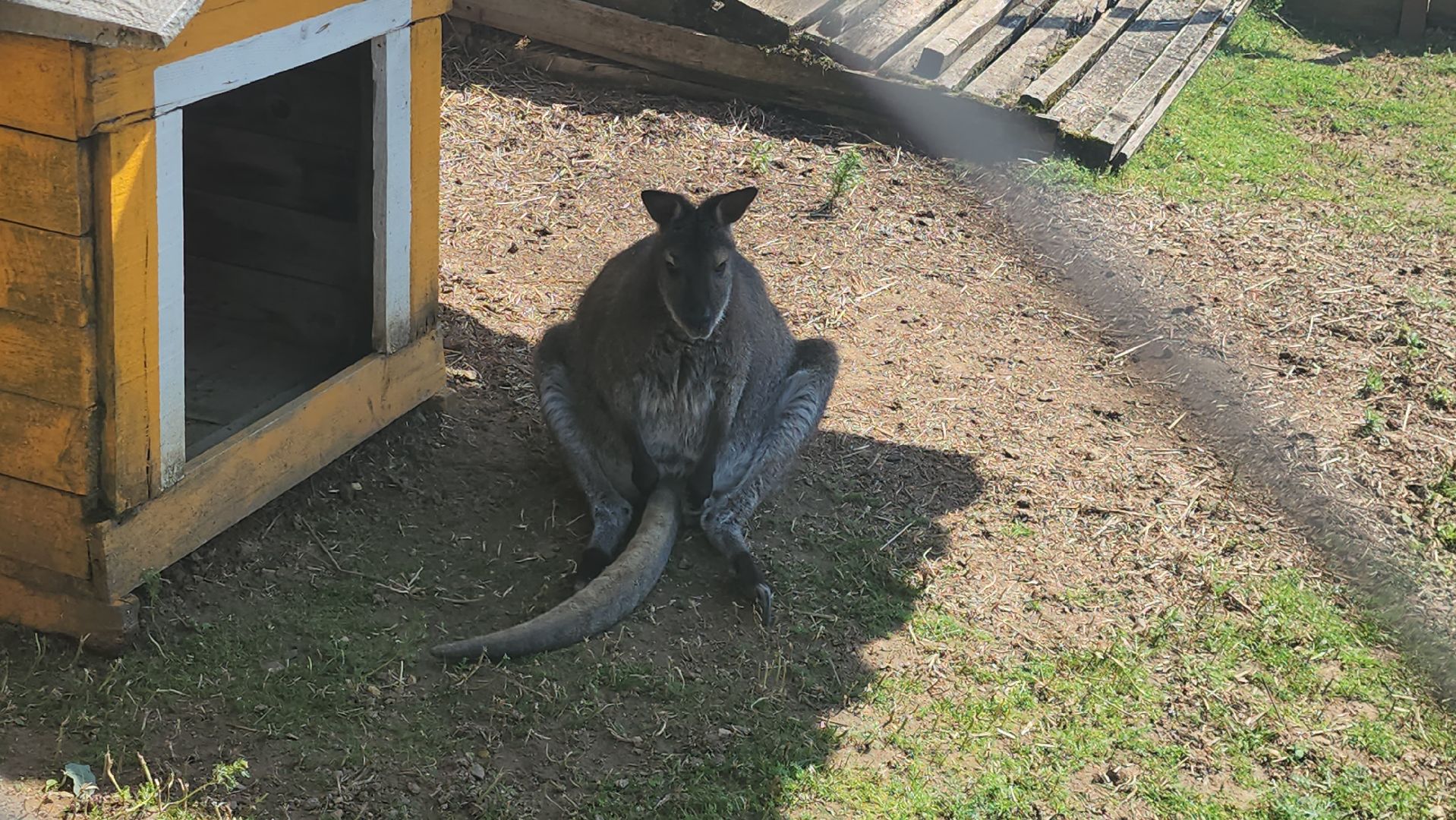 Истра, Кенгуру, Зоопарк,