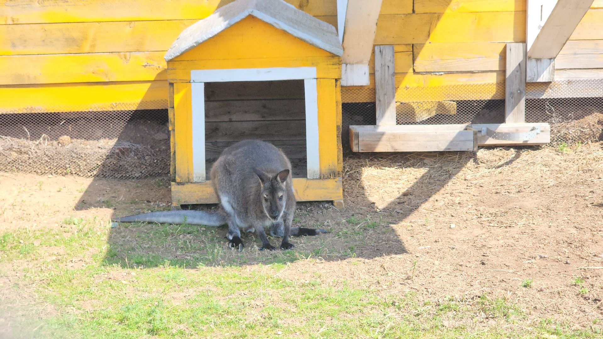 Истра, Кенгуру, Зоопарк,