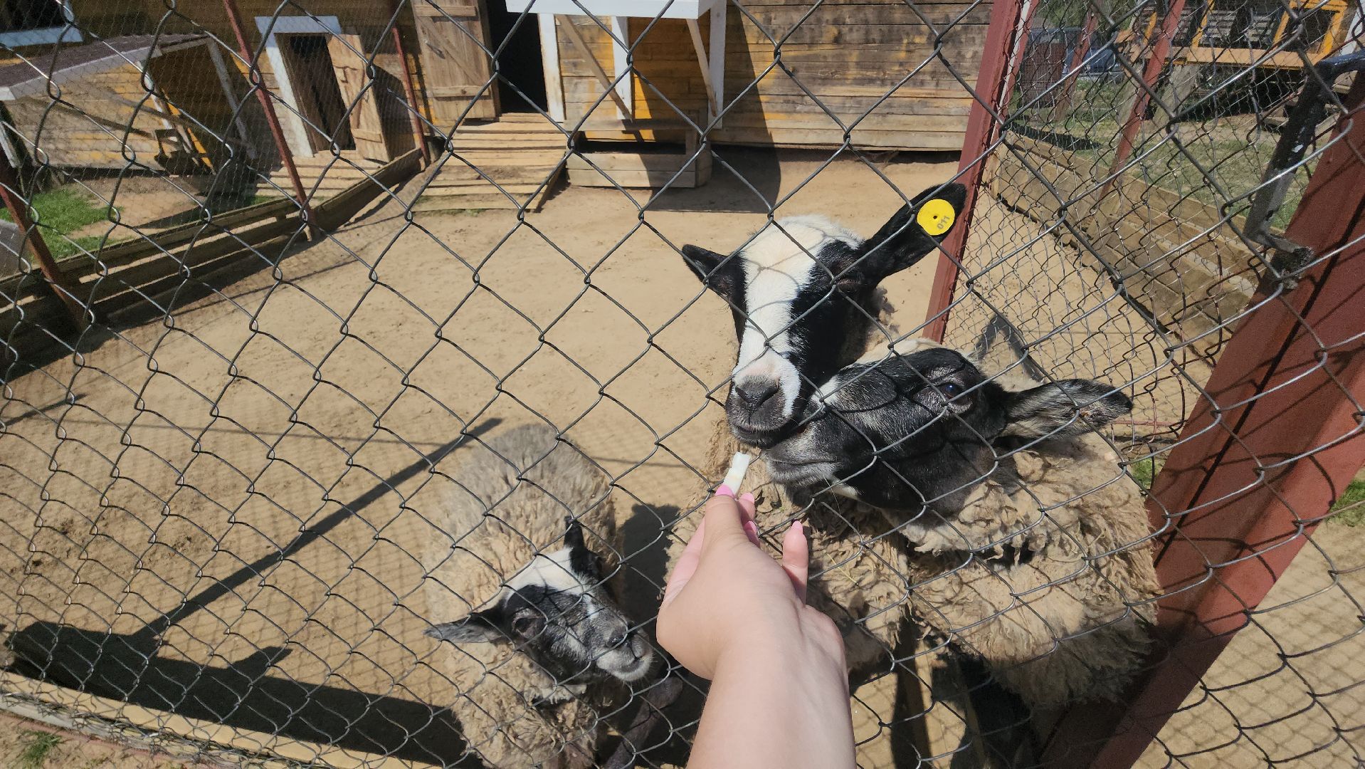 Истра, Кенгуру, Зоопарк,